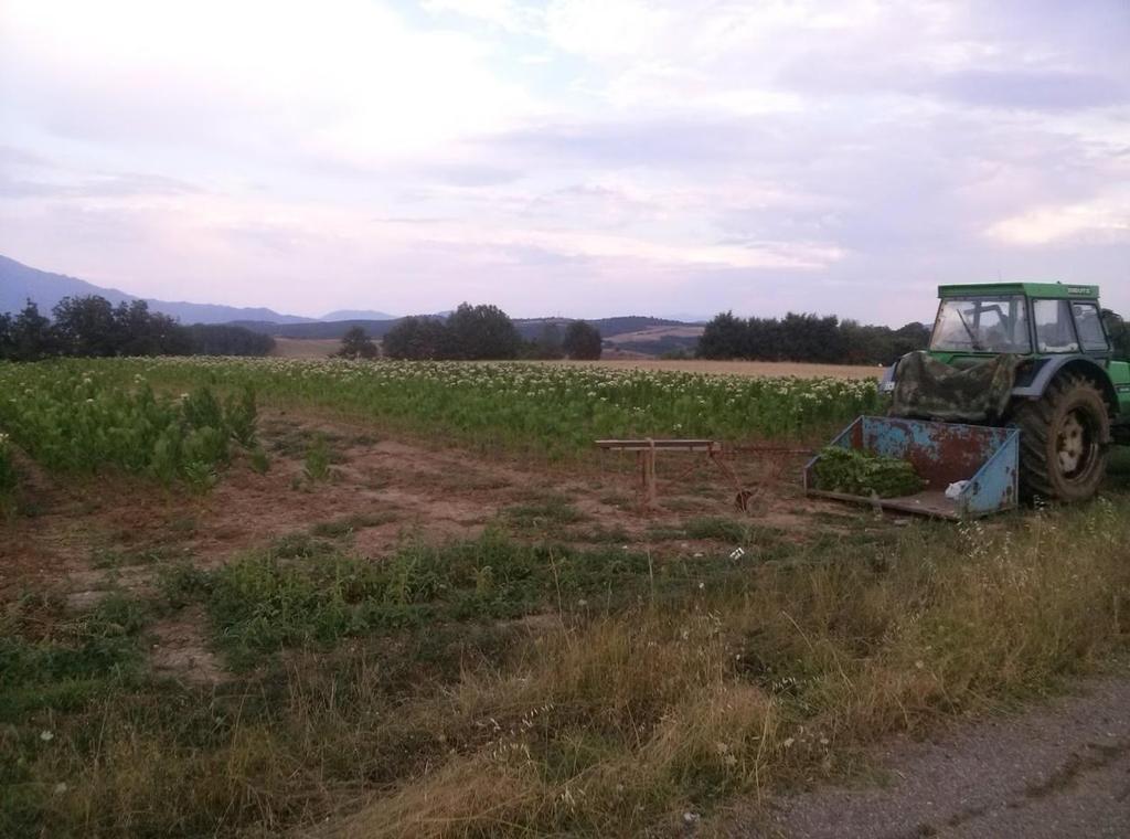 τις ακουμπούν στο έδαφος ανάμεσα στις γραμμές.