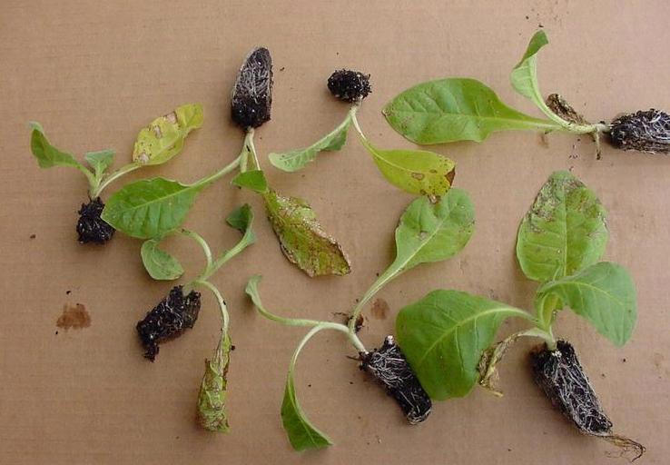 Εικόνα 10 Προσβολή φυταρίων καπνού από Rhizoctonia Πηγή: http://www.gaiapedia.gr/gaiapedia/index.php/αρχείο:προσβολή_φυταρίων_καπνού_από_rhizoctonia_sola ni.