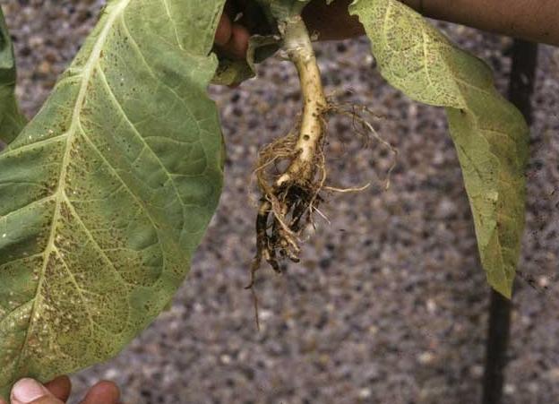 Εικόνα 12 Προσβολή καπνού από Thielaviopsis basicola Πηγή: http://ephytia.inra.