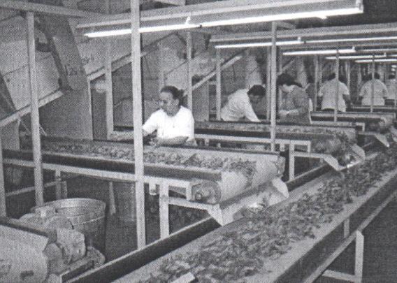 χωρίς να παρέμβει το ανθρώπινο χέρι, σε ειδικές μηχανές (Βυζίκας, 2010).