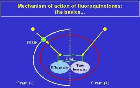 Κινολόνες μηχανισμός δράσης Αναστολή