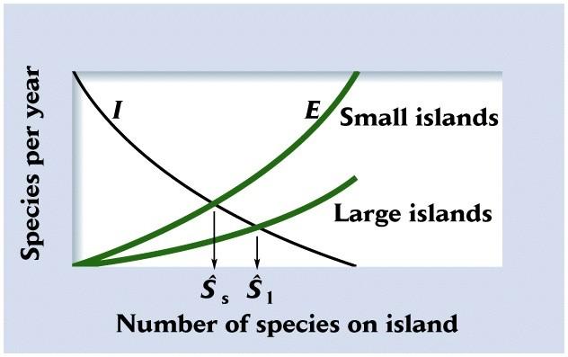 Εναλλαγό ειδών & Θεωρύα Ιςορροπύασ τησ Νηςιωτικόσ Βιογεωγραφύασ Σα μικρότερα νηςιϊ ϋχουν μικρότερουσ ςυνολικούσ πληθυςμούσ Η πιθανότητα