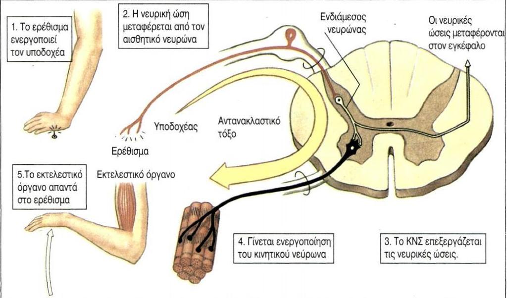 Νευρικές οδοί