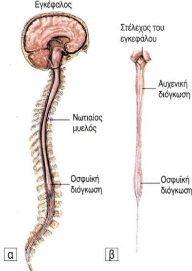 Κεντρικό Νευρικό Σύστημα Νωτιαίος μυελός λεπτή κυλινδρική στήλη νευρικού ιστού από το ύψος του ινιακού τμήματος μέχρι το ύψος του δεύτερου οσφυϊκού σπονδύλου διογκώνεται σε δυο