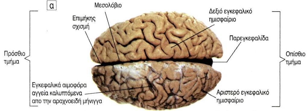 Κεντρικό Νευρικό Σύστημα Εγκέφαλος Εγκεφαλικά ημισφαίρια η επιμήκης σχισμή χωρίζει το αριστερό
