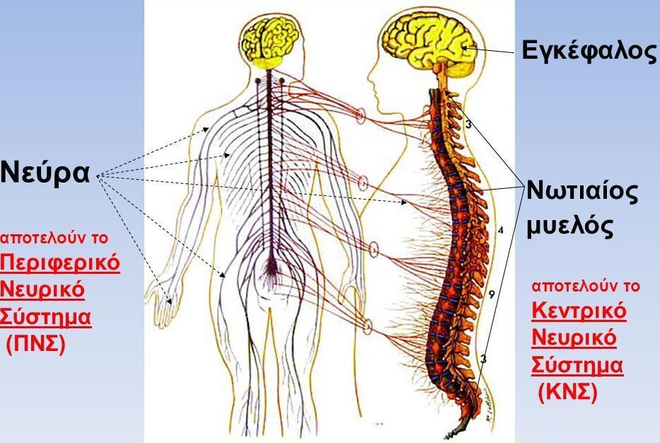 νευρικού