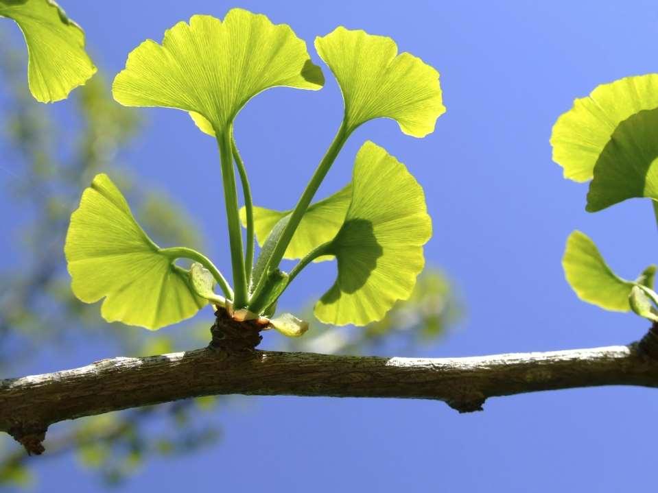 Gingko biloba Ζωντανό