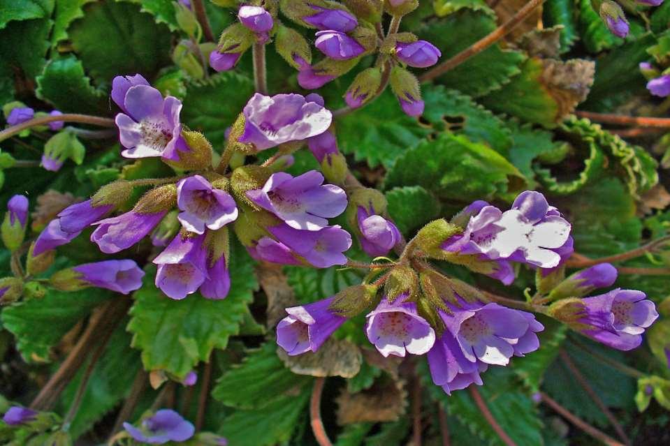 Haberlea rhodopensis Κλιματικό