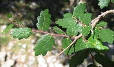 Zelkova