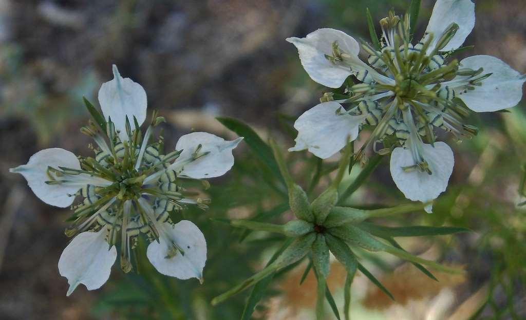 Nigella