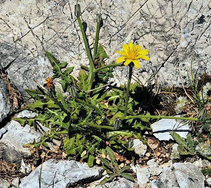 Άπο-ενδημικό Πάτρο-ενδημικό Ταΰγετος - Πάρνωνας Λευκά