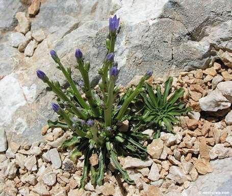 Campanula aizoon