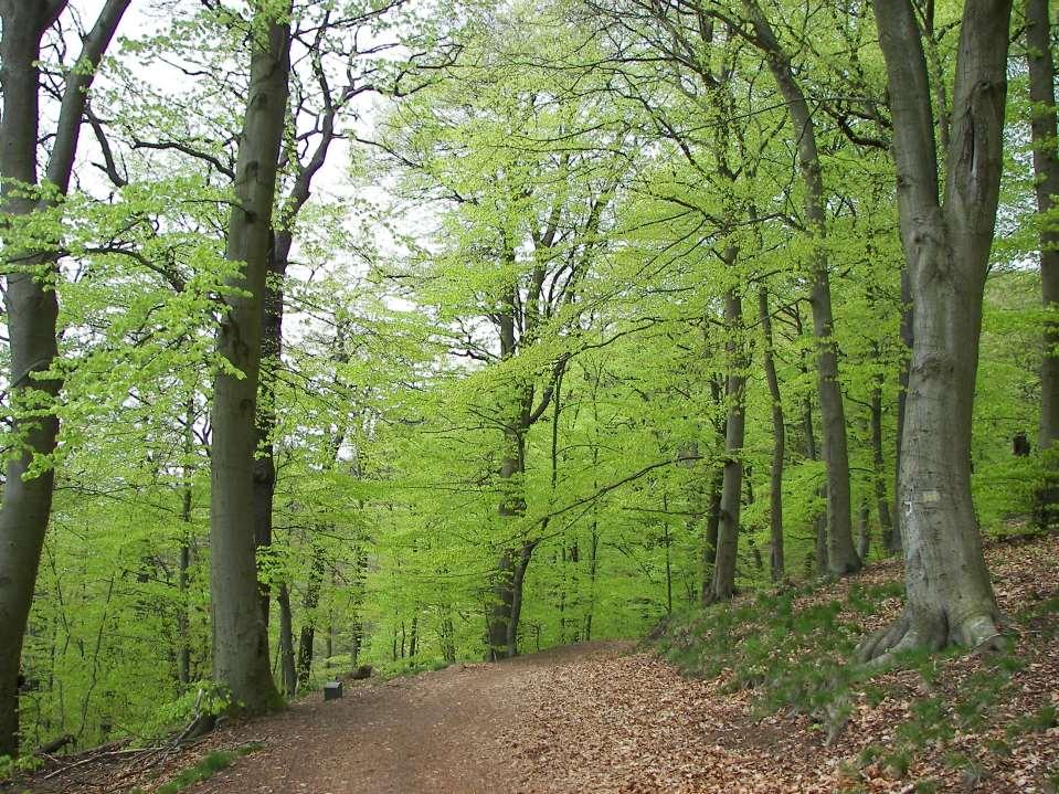 Fagus sylvatica