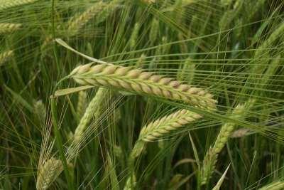 Hordeum