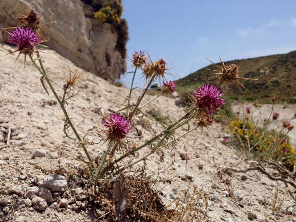 Centaurea laconica