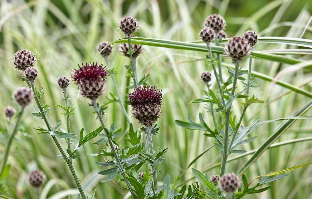 Centaurea