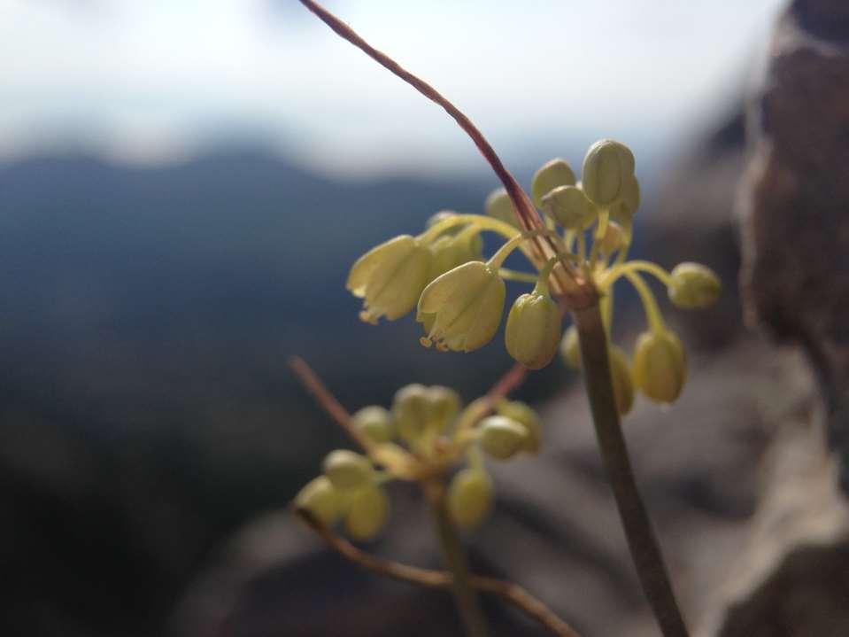 Allium luteolum