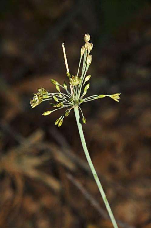 Allium