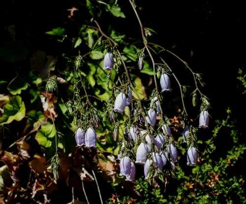 Campanula