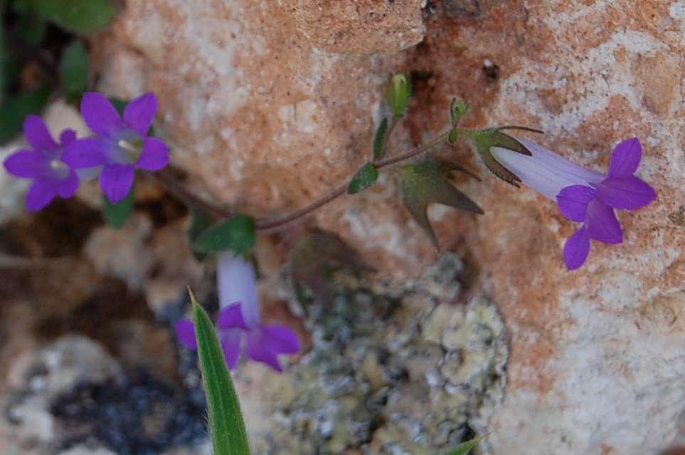 Campanula