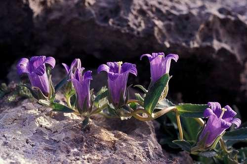 Campanula