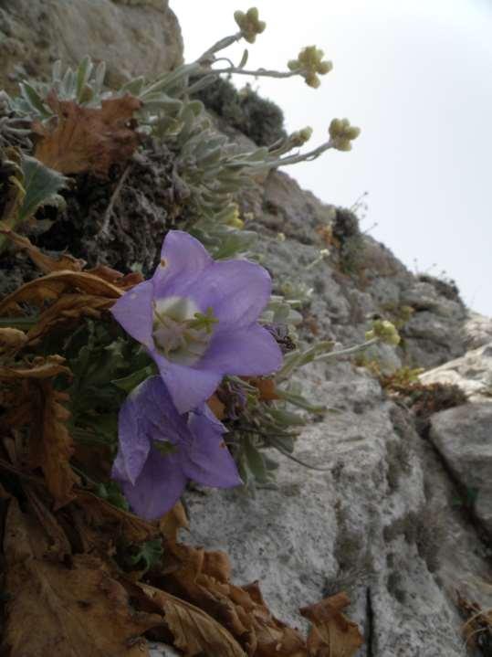 Campanula