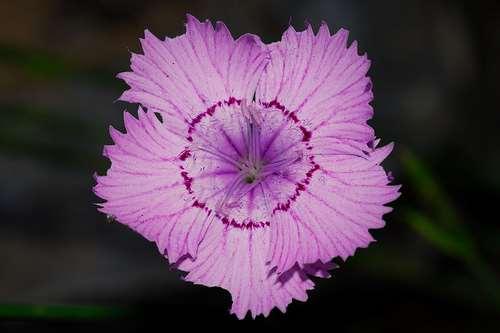 Dianthus