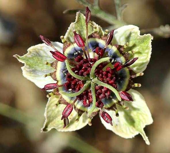 Nigella