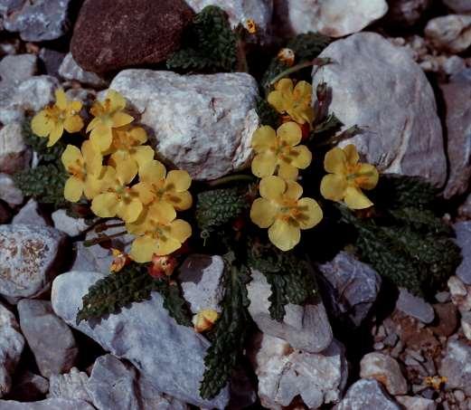 Verbascum