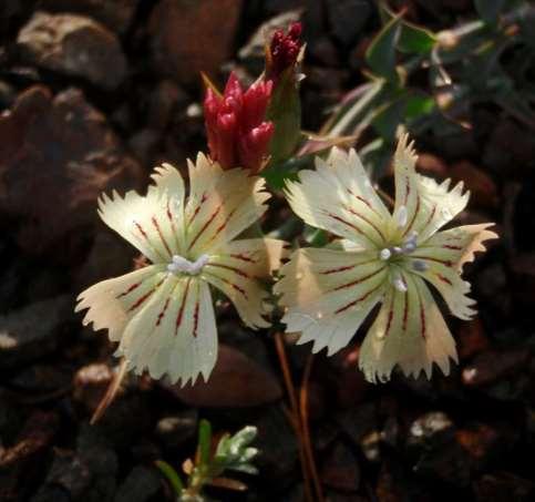 Dianthus