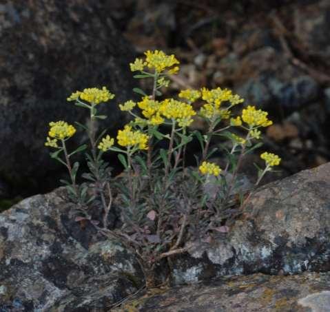 Alyssum