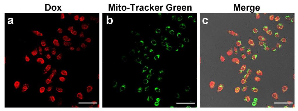 Figure S8. (a) Fluorescence image of HeLa cells stained with Dox (λex: 488nm, λem: 570nm- 590nm).