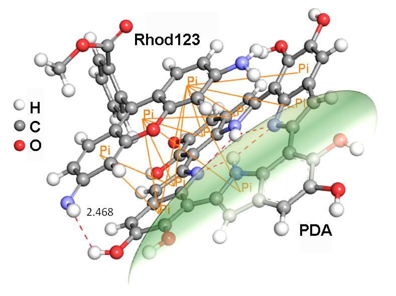 Figure S2. Schematic diagram of the interaction of PDA and Rhod123. Red dotted lines represent hydrogen bonds (the digital was the distance of N-H, unit: Å), orange solid lines represent π-π stacking.