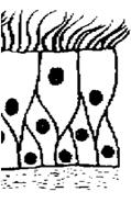 tənəffüs prosesində iştirak edir A) 1 b, e; 2 a, c, d B) 1 b, c, e; 2 a, d C) 1 a, e; 2 b, c, d D) 1 a, c; 2 b, d, e E) 1 b, d; 2 a, c, e İZAH: 1.