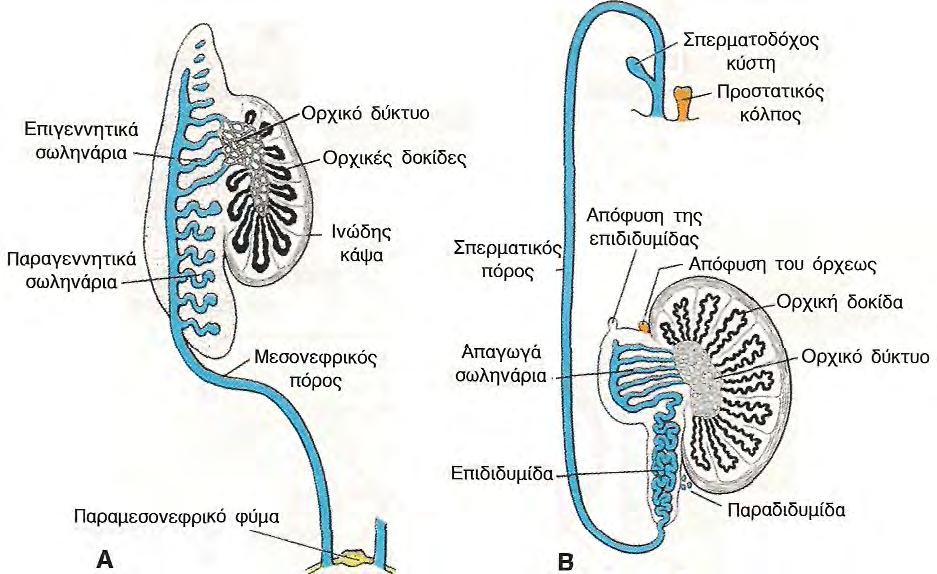 ραγεννητικά σωληνάρια, δεν ενώνονται με τις δοκίδες του ορχικού δικτύου. Τα υπολείμματα αυτών των σωληναρίων χαρακτηρίζονται στο σύνολο τους ως παραδιδυμίδα.