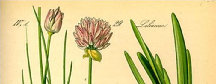 1.1 Κρεµµύδι (Allium cepa) ΚΕΦΑΛΑΙΟ 1: ΕΙΣΑΓΩΓΗ Βασίλειο: Φυτά