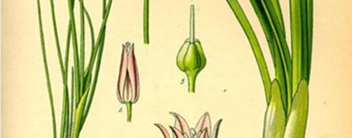Μονοκοτυλήδονα (Liliopsida) Τάξη: Λειριώδη (Liliales) Οικογένεια: