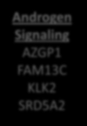 Genes Associated with Better Outcome Androgen Signaling