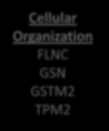 GSTM2 TPM2 Με το Oncotype DX εξάγεται ένας εξατομικευμένος