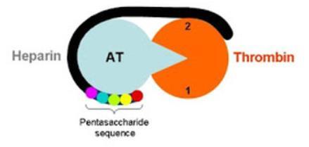 Αντιθρομβίνη ΙΙΙ και διευκόλυνση της δράσης της από την ηπαρίνη Οι Θειούχες Γλυκοσαμινογλυκάνες