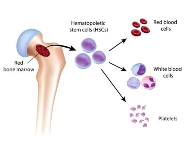 Αιμοποίηση: Η διαδικασία παραγωγής των κυττάρων του