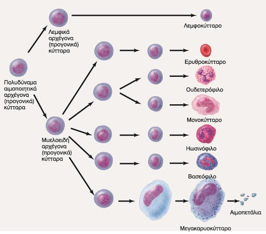 Το πολυδύναμο αιμοποιητικό κύτταρο μετατρέπεται
