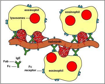 ΗΩΣΙΝΟΦΙΛΑ (Eosinophils) 1-4% των λευκοκυττάρων αμυντική