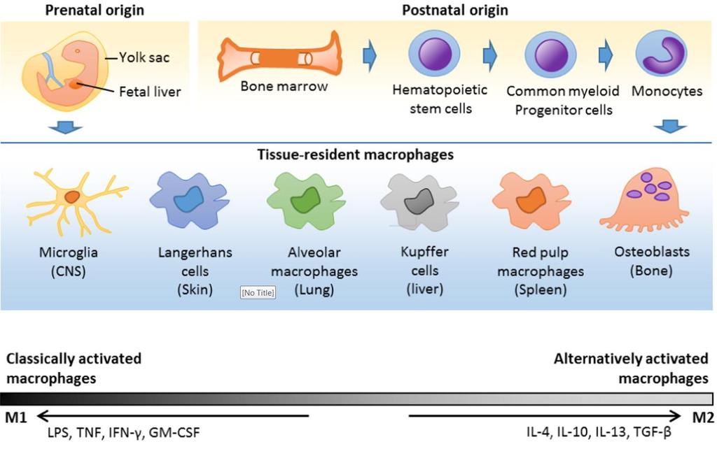 ΜΟΝΟΚΥΤΤΑΡΑ (Monocytes) 2-8% των λευκοκυττάρων