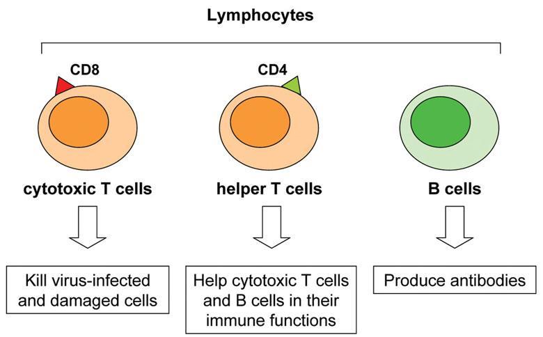 ΛΕΜΦΟΚΥΤΤΑΡΑ (Lymphocytes) 20-40% των
