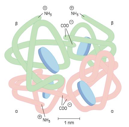 Αιμοσφαιρίνη Σφαιρική πρωτεΐνη με 4 υπομονάδες Αποτελεί το βασικό συστατικό των ερυθροκυττάρων 4 μόρια