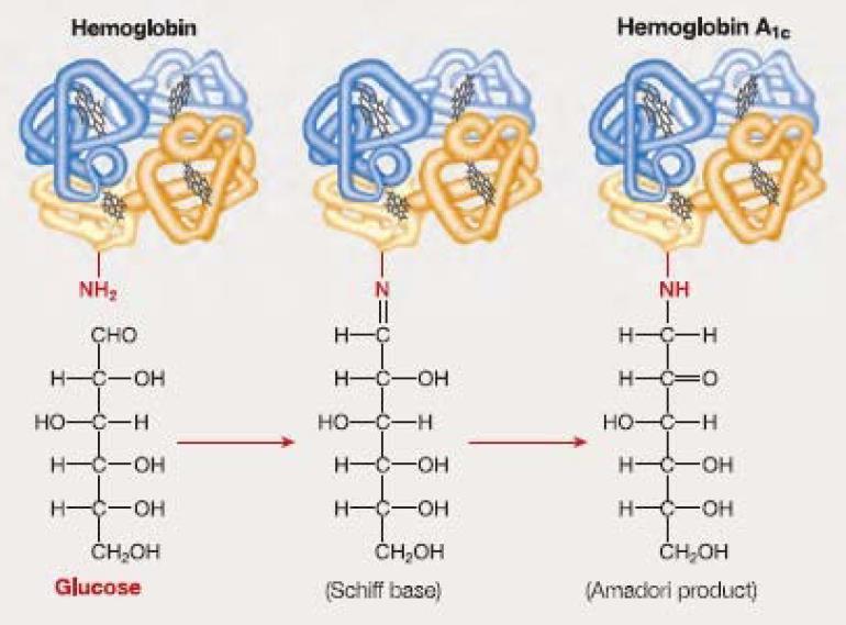 αιμοσφαιρίνης (ΗbA1c) Ένα μόριο γλυκόζης
