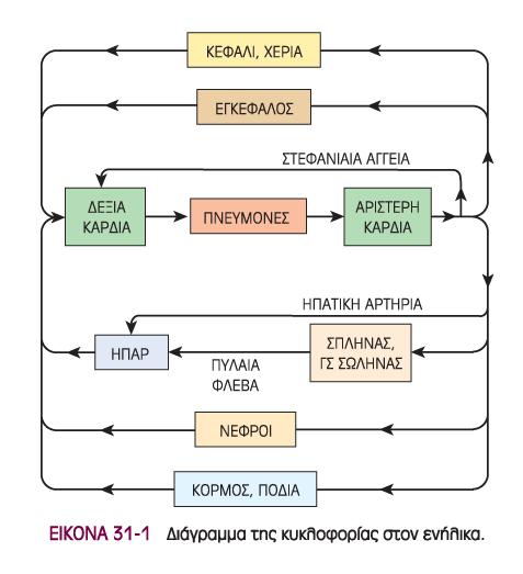 Κυκλοφορικό