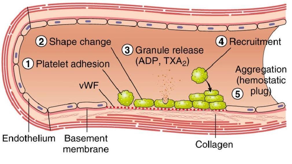 2.Συσσώρευση + ενεργοποίηση αιμοπεταλίων 1. Προσκόλληση των αιμοπεταλίων στο ενδοθήλιο μέσω του παράγοντα von Willebrand 2.