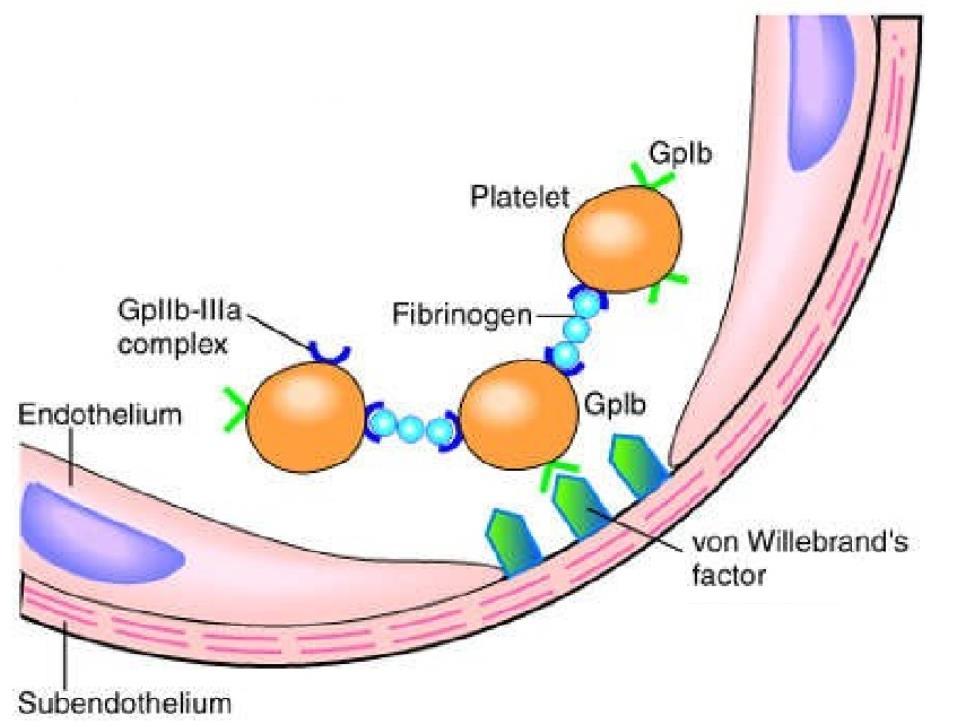 Παράγοντας von Willebrand και ινωδογόνο Ενεργοποίηση αιμοπεταλίων Παράγοντας von Willebrand (vwf): σύνδεση του ενδοθηλίου με τα αιμοπετάλια (ο vwf συνδέεται στο εκτεθειμένο